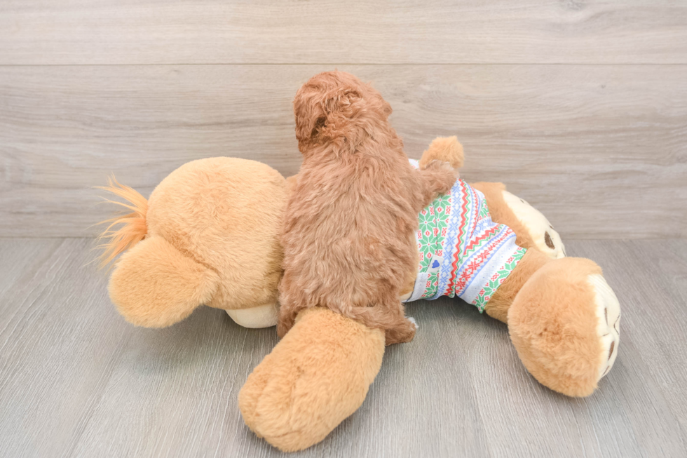 Energetic Cavoodle Poodle Mix Puppy