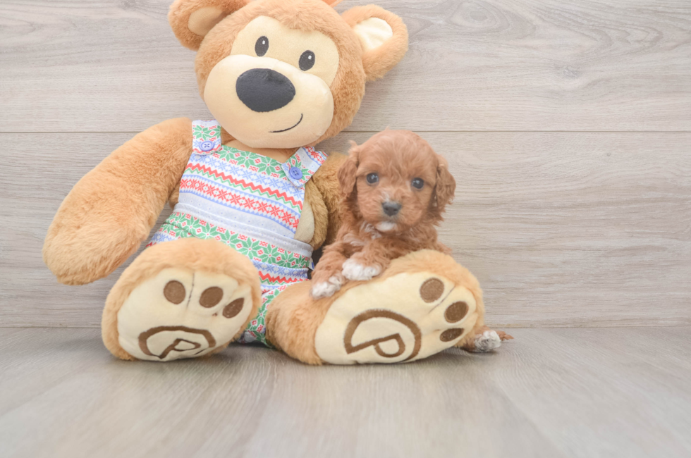 5 week old Cavapoo Puppy For Sale - Pilesgrove Pups