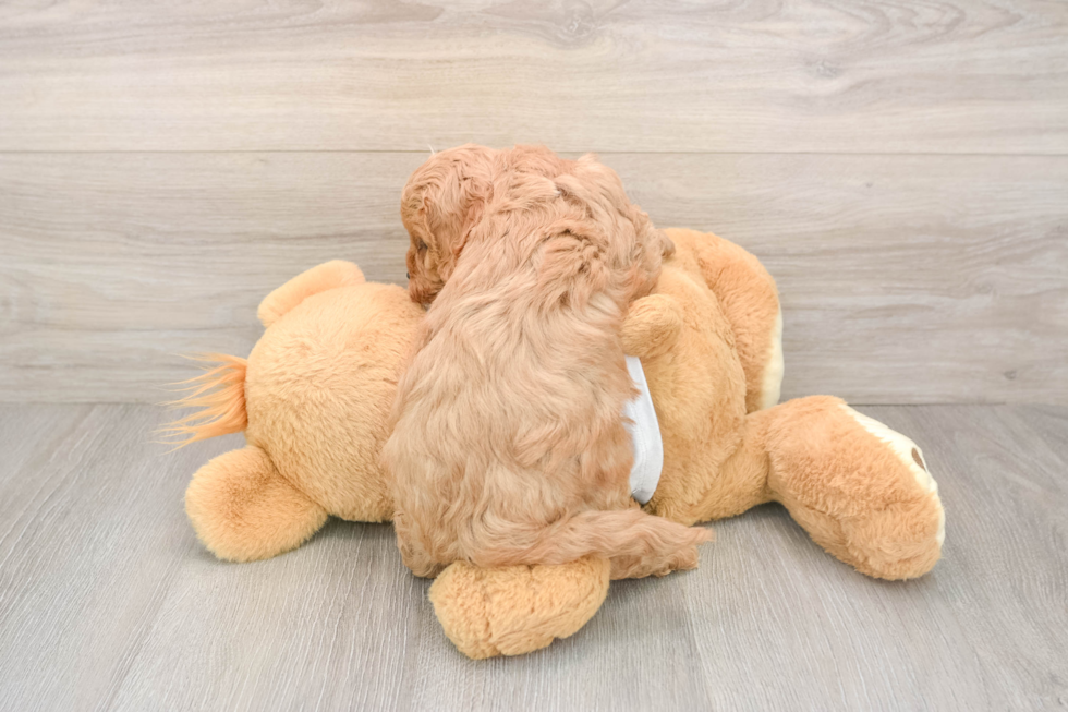 Cavapoo Puppy for Adoption