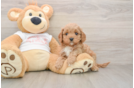 Best Cavapoo Baby