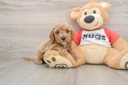 Happy Cavapoo Baby