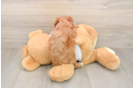 Popular Cavapoo Poodle Mix Pup