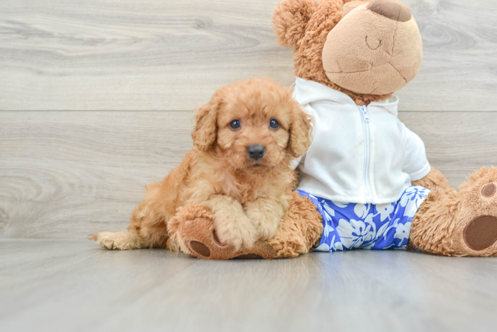 Small Cavapoo Baby