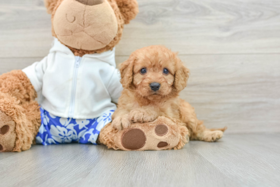 Cavapoo Pup Being Cute