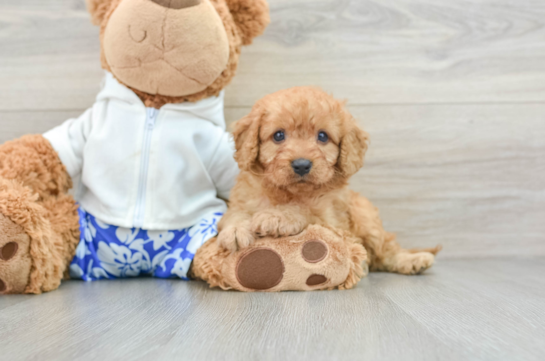 Cavapoo Pup Being Cute