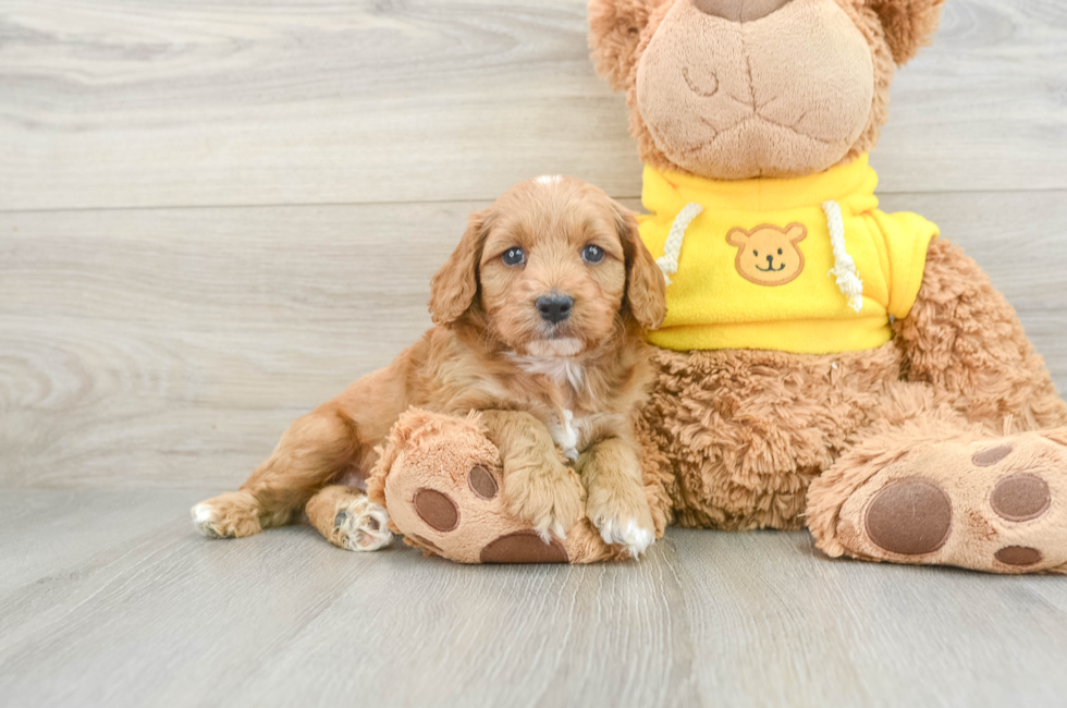 6 week old Cavapoo Puppy For Sale - Pilesgrove Pups