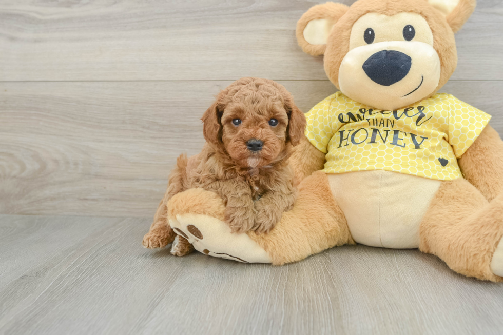 Playful Cavapoodle Poodle Mix Puppy