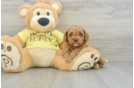 Popular Cavapoo Poodle Mix Pup