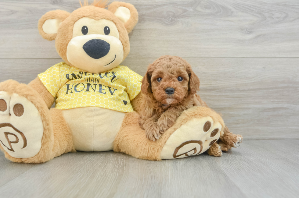 5 week old Cavapoo Puppy For Sale - Pilesgrove Pups