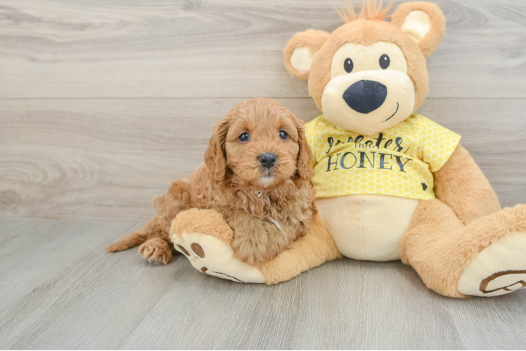 Cavapoo Puppy for Adoption