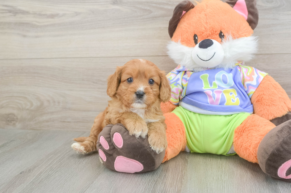 6 week old Cavapoo Puppy For Sale - Pilesgrove Pups