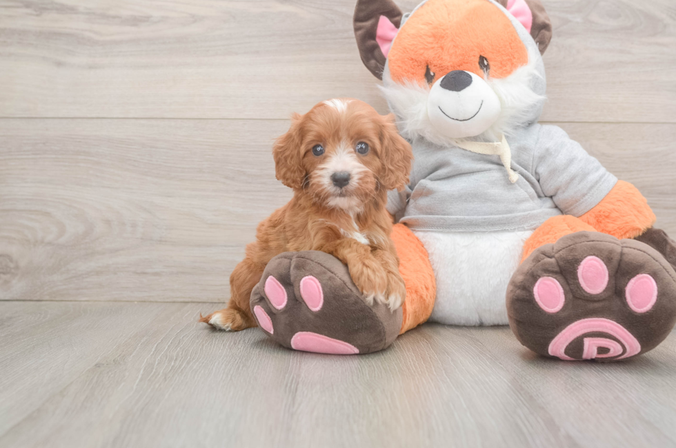 5 week old Cavapoo Puppy For Sale - Pilesgrove Pups