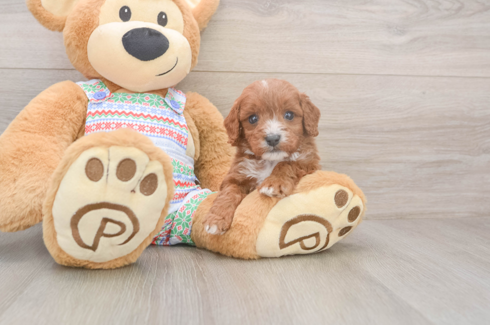 5 week old Cavapoo Puppy For Sale - Pilesgrove Pups