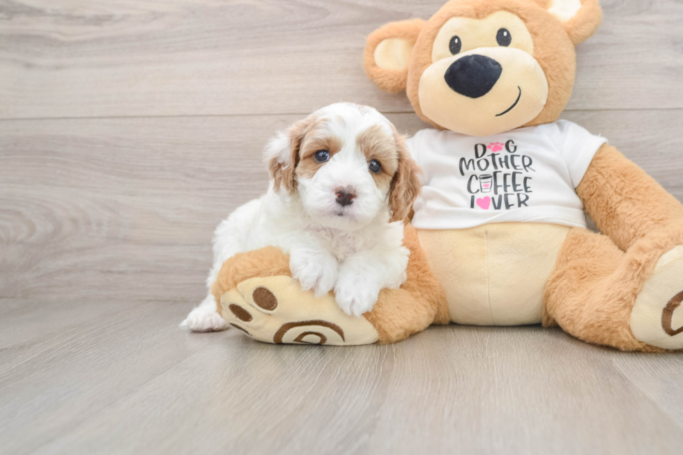 Cavapoo Pup Being Cute