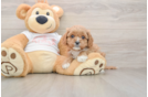 Best Cavapoo Baby