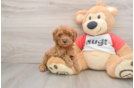 Energetic Cavoodle Poodle Mix Puppy