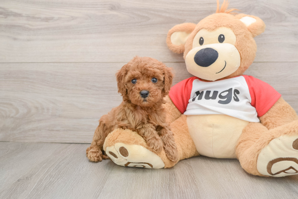 Energetic Cavoodle Poodle Mix Puppy