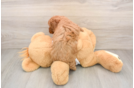 Cavapoo Puppy for Adoption