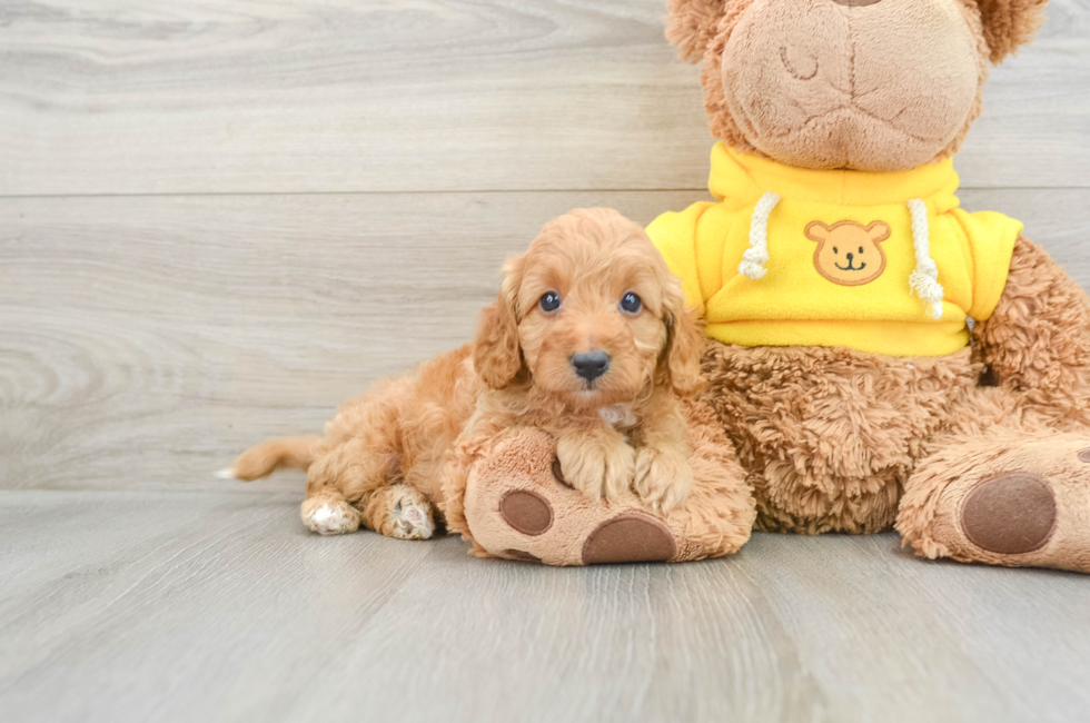 7 week old Cavapoo Puppy For Sale - Pilesgrove Pups