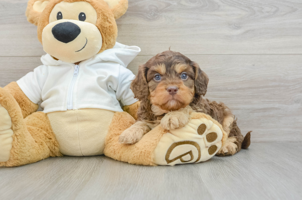 6 week old Cavapoo Puppy For Sale - Pilesgrove Pups