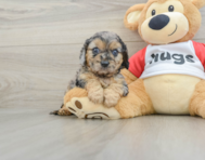 8 week old Cavapoo Puppy For Sale - Pilesgrove Pups