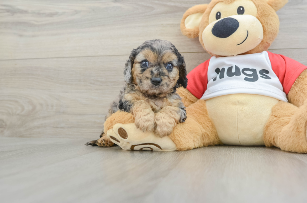 8 week old Cavapoo Puppy For Sale - Pilesgrove Pups