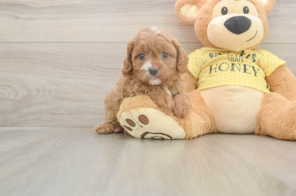 5 week old Cavapoo Puppy For Sale - Pilesgrove Pups