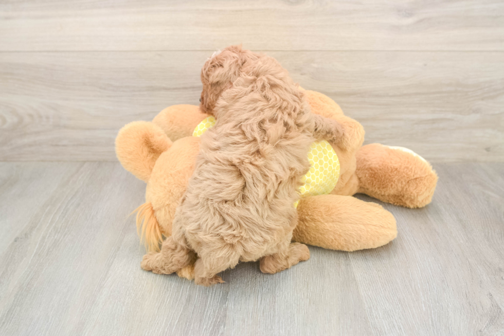 Petite Cavapoo Poodle Mix Pup