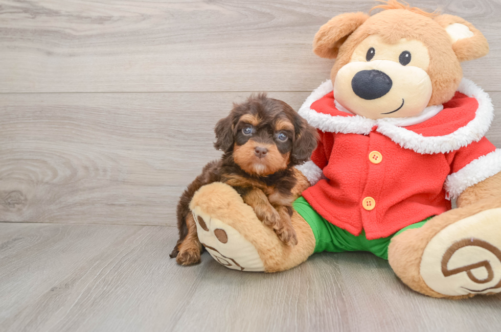 5 week old Cavapoo Puppy For Sale - Pilesgrove Pups