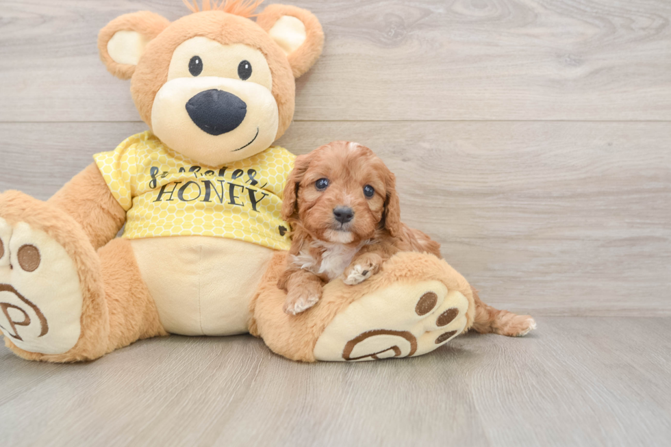 Cavapoo Pup Being Cute
