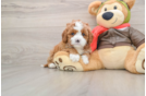 Best Cavapoo Baby