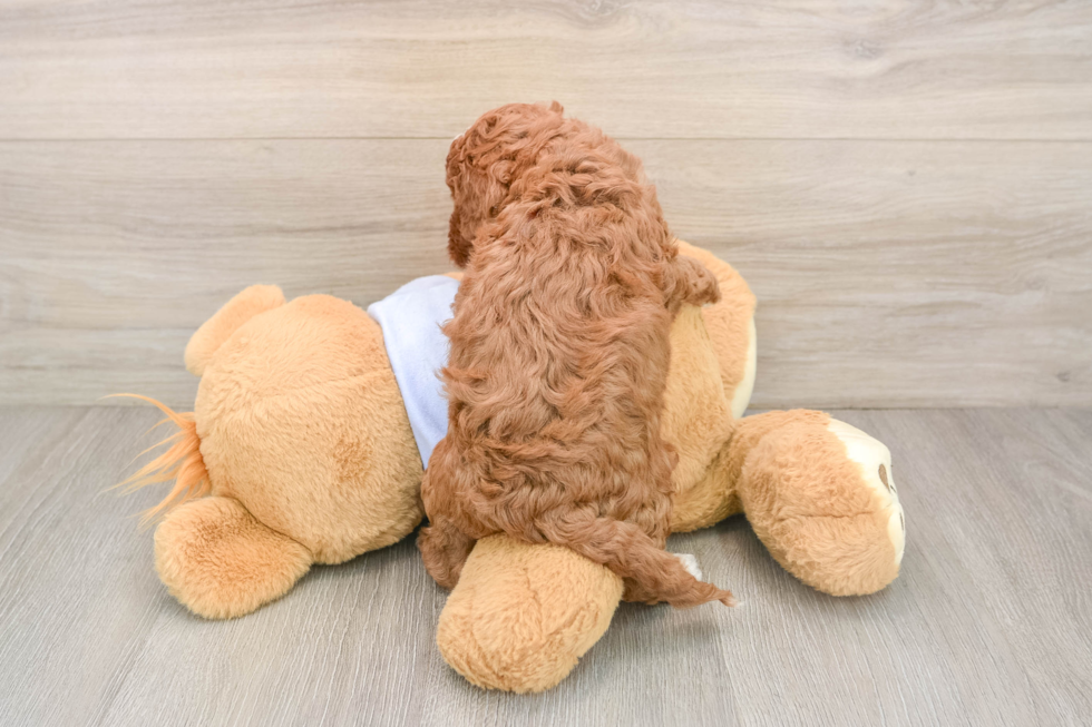 Best Cavapoo Baby