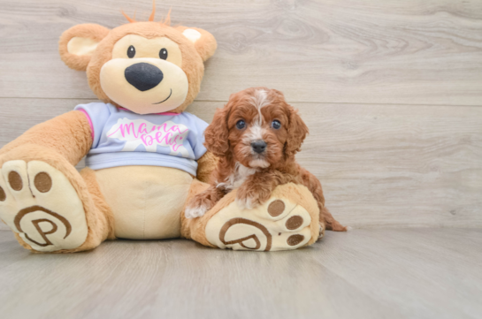 Cavapoo Pup Being Cute
