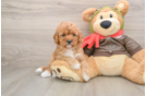 Cavapoo Pup Being Cute