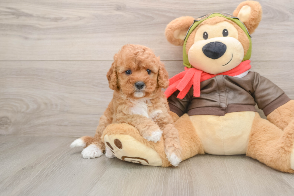 Cavapoo Pup Being Cute