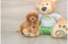 Sweet Cavapoo Baby