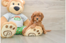 Best Cavapoo Baby