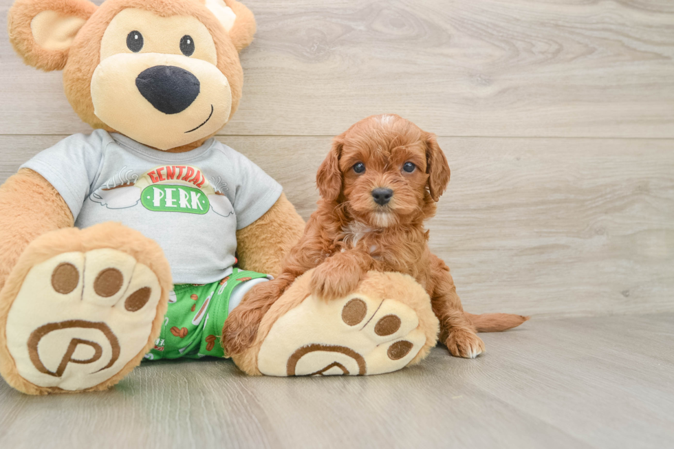 Best Cavapoo Baby