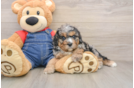 Cavapoo Pup Being Cute