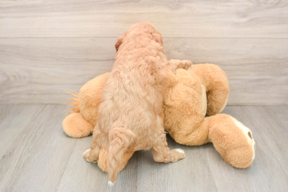 Cavapoo Puppy for Adoption