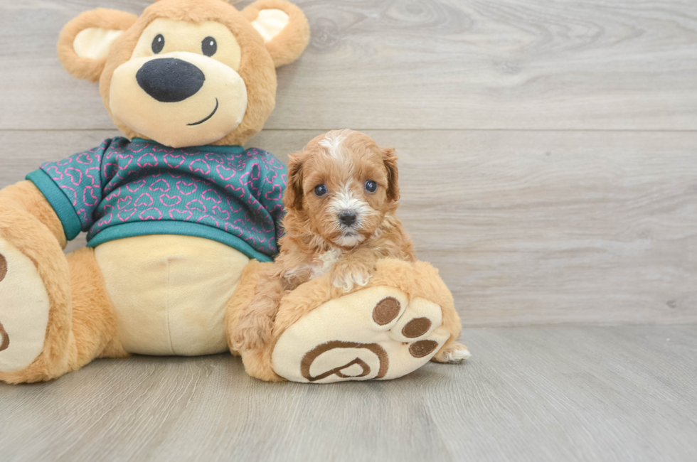 6 week old Cavapoo Puppy For Sale - Pilesgrove Pups