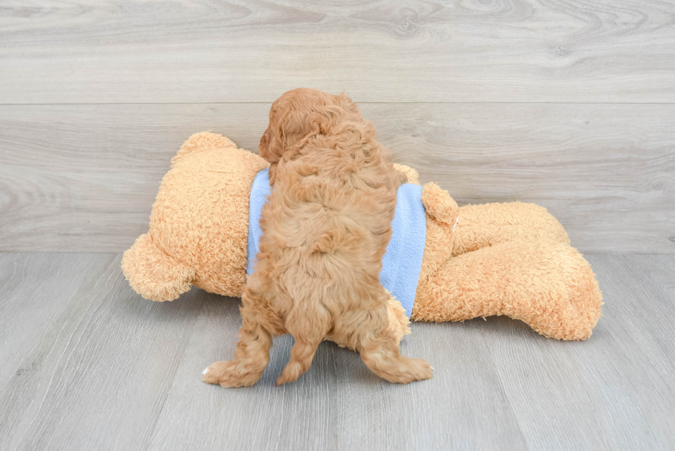 Cavapoo Pup Being Cute