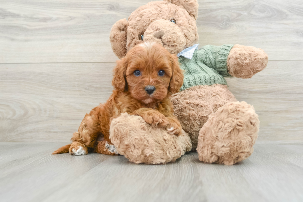 Hypoallergenic Cavadoodle Poodle Mix Puppy