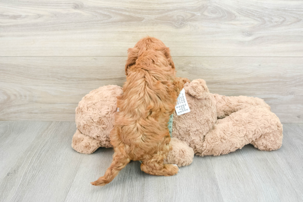 Funny Cavapoo Poodle Mix Pup