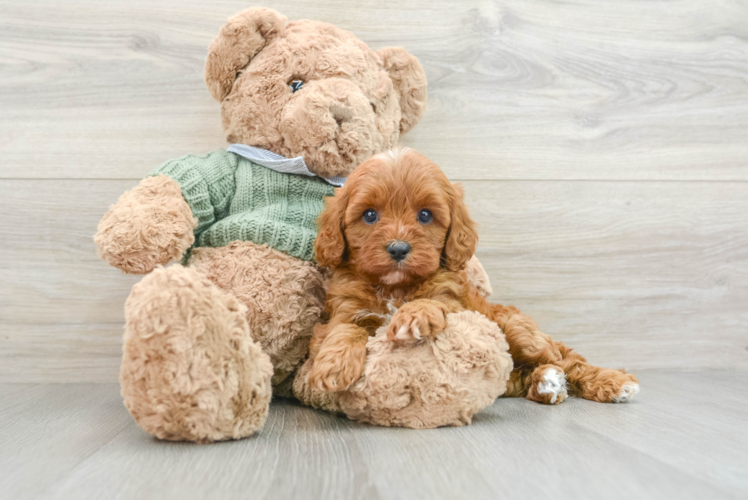 Petite Cavapoo Poodle Mix Pup