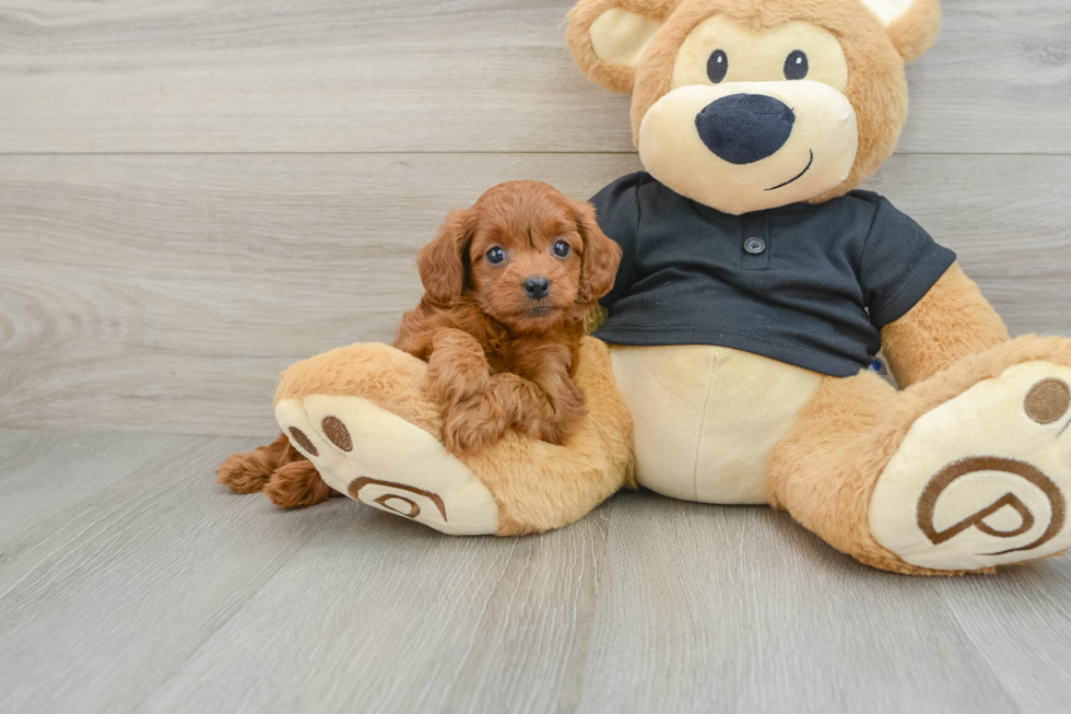 Small Cavapoo Baby