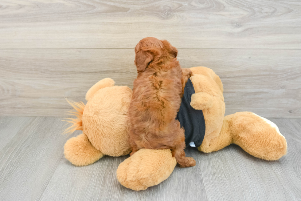 Cute Cavapoo Baby