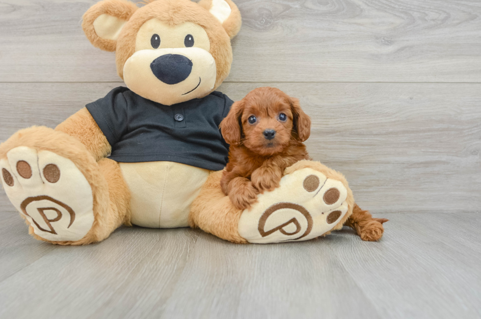 6 week old Cavapoo Puppy For Sale - Pilesgrove Pups