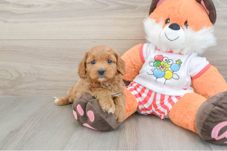 Cavapoo Puppy for Adoption