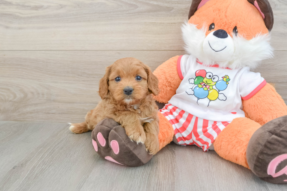 Cavapoo Puppy for Adoption